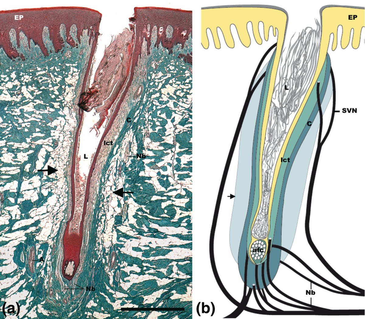 AnatRecord's tweet photo. Did you know that dolphins can detect bioelectric fields? Learn about behavioral and anatomical evidence for electroreception in bottlenose dolphins here:
https://t.co/mSWUf954Cd
#electroreception #dolphin #sensory #anatomy https://t.co/VMwPNav6JF