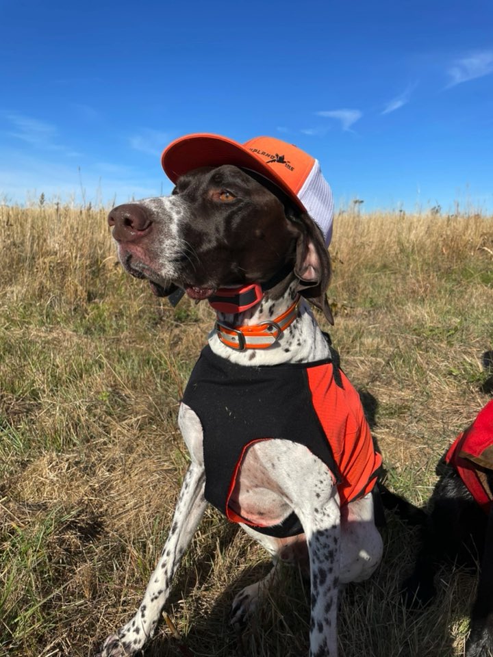 T_Kools's tweet photo. @wagglegolf I think Finn would look better in your hat! @wagglegolf https://t.co/BFgNbGrWZQ