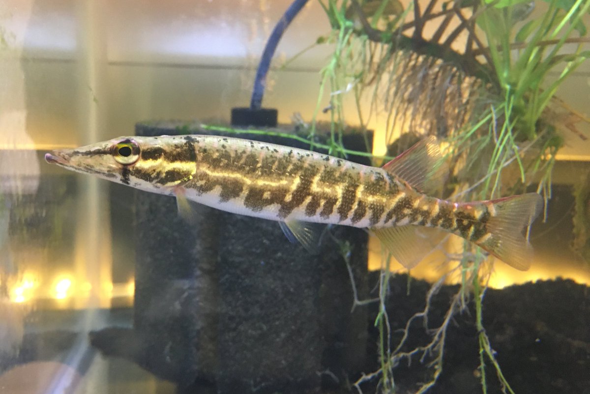 SallmannC's tweet image. The Gar Lab Grass Pickerel is a stunner. #GarLab