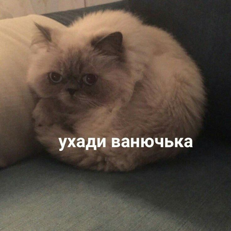 рпп-комьюнити, когда узнали, что ты не считаешь калорийность жвачки и зубной пасты:

#рпп #рппвсим