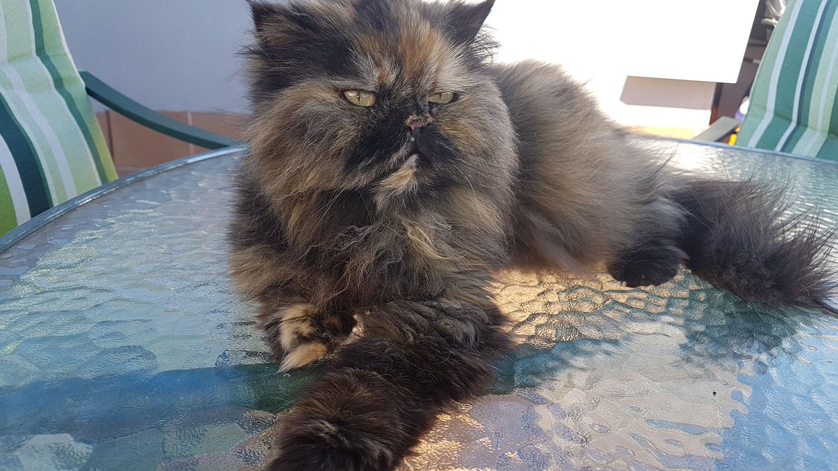 Presidente Dimitido. tweet media