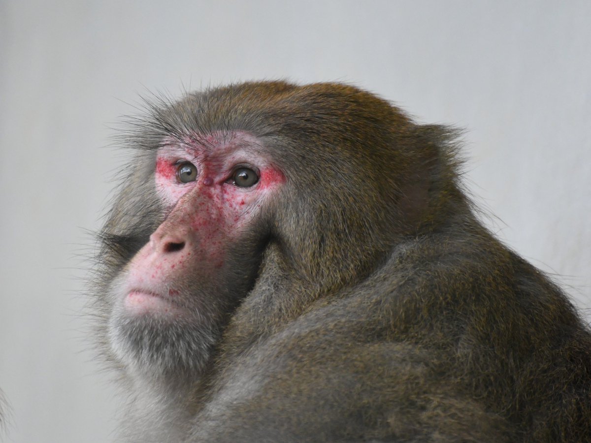 Asazooにニホンザルはいません いるのはこちら アカゲザル 西園にいます 入口近くにいるのはアヌビスヒヒです 世界にサル 21 11 02 安佐北区の動植物園 水族館 広島市安佐動物公園 まいにちを豊かに りっち
