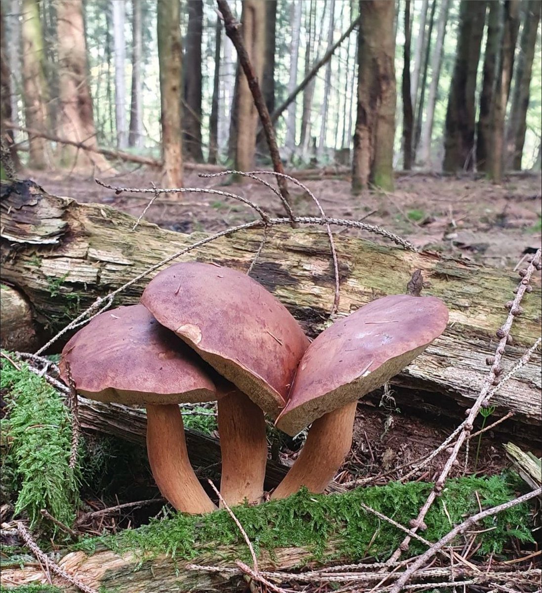 Bay boletes (Imleria badia) here hanging out in a mixed bit predominately pine woodland. Always love finding these as they are very tasty and when young also quite firm and rarely any maggots inside.  Best to remove spores/tubes before use

totallywilduk.co.uk/identification…

#imleriabadia