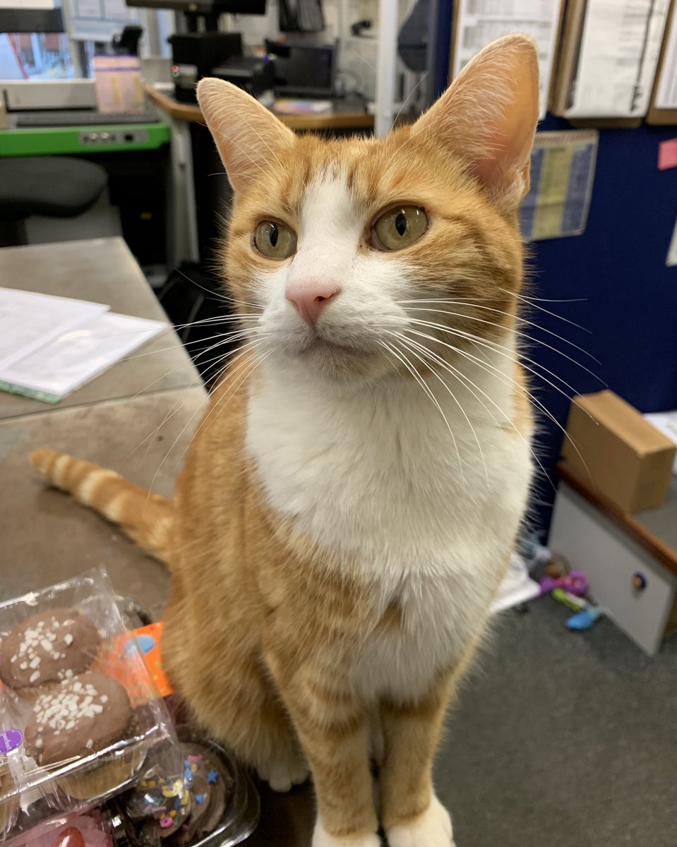 TheStourbridge's tweet photo. Good morning and welcome to Tuna Tuesday

A little less judgement 
A little more kindness

It really can  make such a difference to those you meet and when you apply this  yourself 

Be kind 

#cats #CatsofTwittter https://t.co/couGtYBAa9