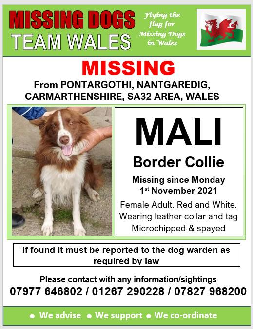GG01 (@gelert01) on Twitter photo 🔺MALI BOLTED THIS MORNING AND NOT BEEN SEEN SINCE PONTARGOTHI, CARMARTHENSHIRE SA32 area WALES
Spayed and Microchipped, collar with ID tag <a href="/Anthony_Bailey_/">Anthony</a> <a href="/mazzy1412/">Mazzy Roberts</a> <a href="/RedWelshy/">LivingTheDream</a> <a href="/CarolPoyerPeett/">Wales Propertyfinder</a> <a href="/missingdogwales/">missingdogsteamwales</a> <a href="/rosiedoc666/">Rosie Doc</a> <a href="/veryluckypugs/">Debora</a> <a href="/RachaelB100/">Rachael</a> <a href="/KarenFi51820768/">Karen Field</a> 🔺MALI BOLTED THIS MORNING AND NOT BEEN SEEN SINCE PONTARGOTHI, CARMARTHENSHIRE SA32 area WALES
Spayed and Microchipped, collar with ID tag <a href="/Anthony_Bailey_/">Anthony</a> <a href="/mazzy1412/">Mazzy Roberts</a> <a href="/RedWelshy/">LivingTheDream</a> <a href="/CarolPoyerPeett/">Wales Propertyfinder</a> <a href="/missingdogwales/">missingdogsteamwales</a> <a href="/rosiedoc666/">Rosie Doc</a> <a href="/veryluckypugs/">Debora</a> <a href="/RachaelB100/">Rachael</a> <a href="/KarenFi51820768/">Karen Field</a>