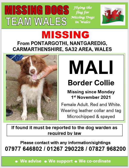 🔺MALI BOLTED THIS MORNING AND NOT BEEN SEEN SINCE PONTARGOTHI, CARMARTHENSHIRE SA32 area WALES Spayed and Microchipped, collar with ID tag @Anthony_Bailey_ @mazzy1412 @RedWelshy @CarolPoyerPeett @missingdogwales @rosiedoc666 @veryluckypugs @RachaelB100 @KarenFi51820768