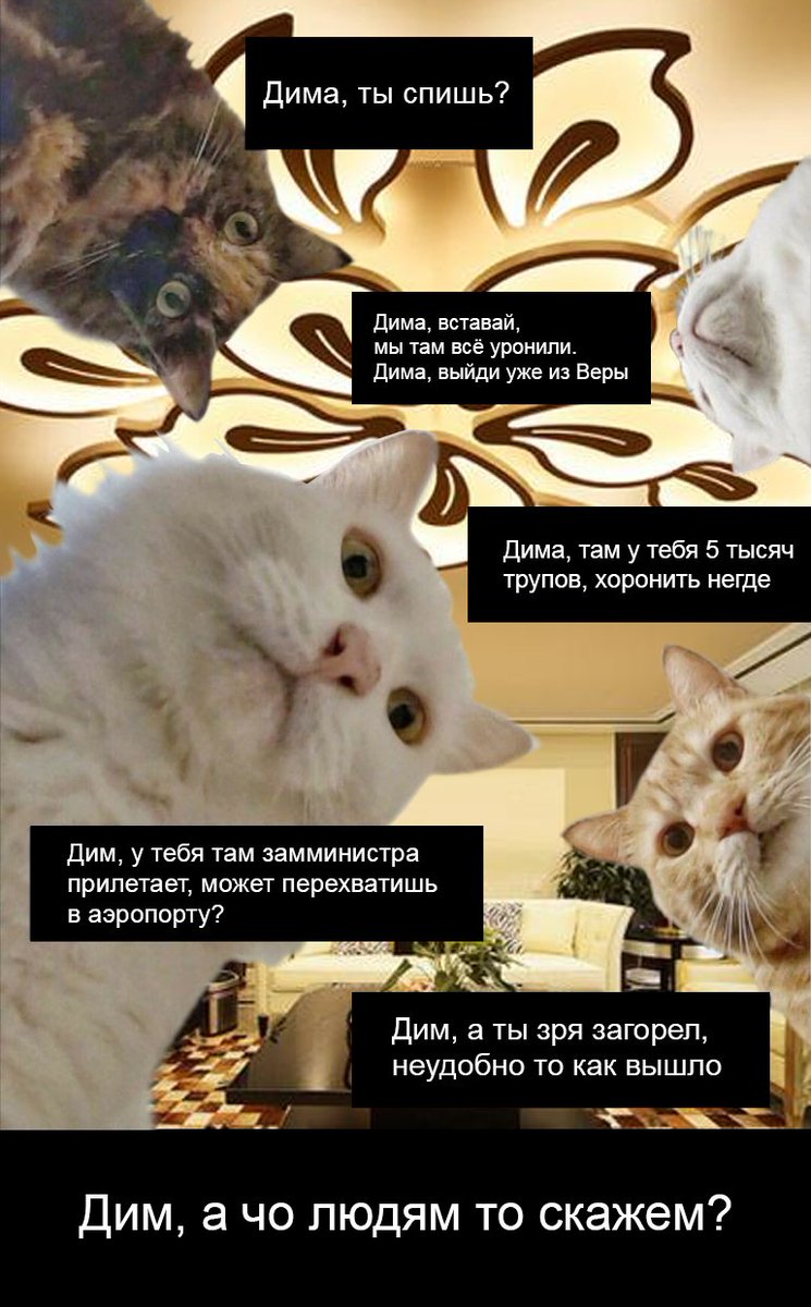 AzarovTo's tweet image. Открываем серию «Дима, Вера и дубайские котики»