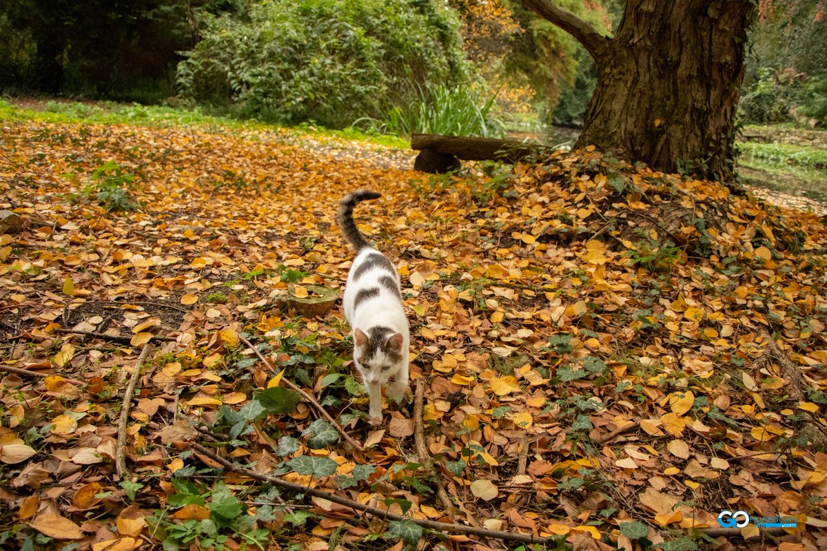 GOHunedoara's tweet photo. 🍁La vânătoare printre frumoasele culori ale toamnei. 🍂🌄🌞🍄
Parcul Dendrologic Simeria.
...
#parculdendrologicsimeria #simeria #natura #peisaj #laplimbare #liniste #toamnainparc #gohunedoara #locurifrumoase #romaniaefrumoasa #visithunedoara #turisminhunedoara #hunedoaraturism https://t.co/XZ6JxmBTMK