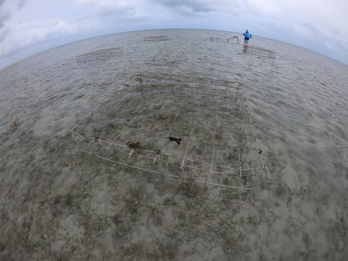 Dr Abbi Scott tweet media