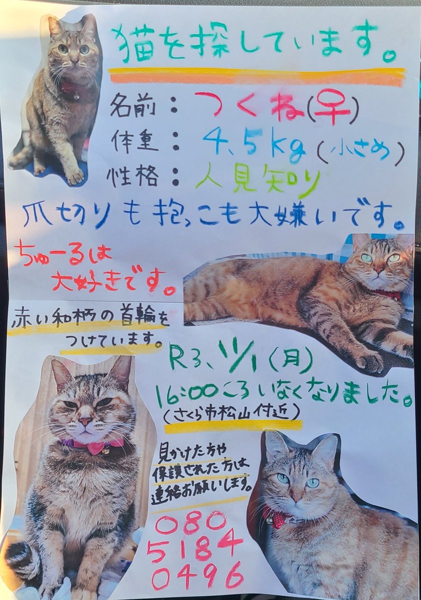 つくね🐱探しています tweet media