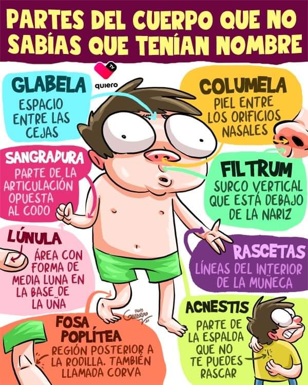 elprofe_Vicente's tweet photo. 👨🏻🏫 Partes del cuerpo que no sabías que tenían nombre 😳‼️
👉🏼 #Glabela
👉🏼 #Columela
👉🏼 #Sangradura
👉🏼 #Filtrum
👉🏼 #Lúnula
👉🏼 #Rascetas
👉🏼 #FosaPoplítea
👉🏼 #Acnestis
.
.
.
@elprofe_Vicente #PartesDelCuerpo https://t.co/84LgLdZlqU