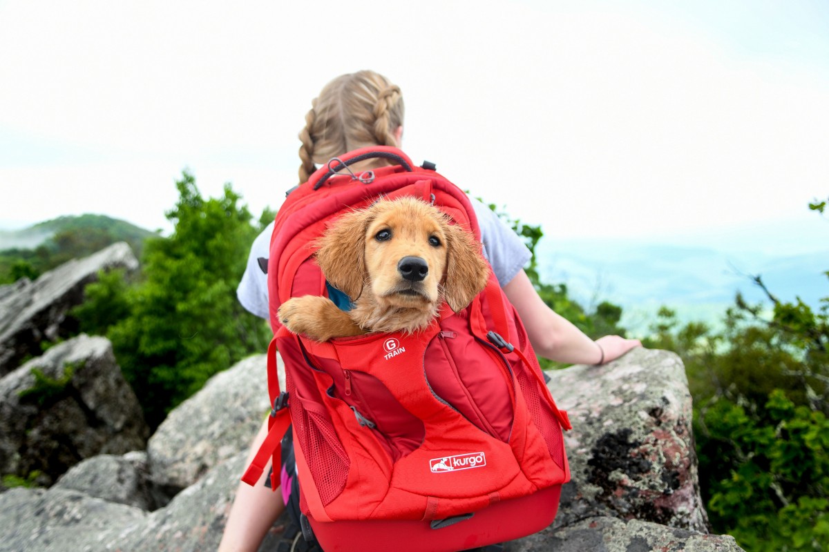 Almanimalcom's tweet photo. Cuando salimos de casa a dar un paseo o nos vamos de vacaciones, cada vez es más común que nuestro perro nos acompañe. Se trata de un miembro más de la familia al que le encanta vivir nuevas experiencias y, sobre todo, hacerlo junto a nosotros.

https://t.co/UjMOXiT5eU https://t.co/Rgq9Rn05zn