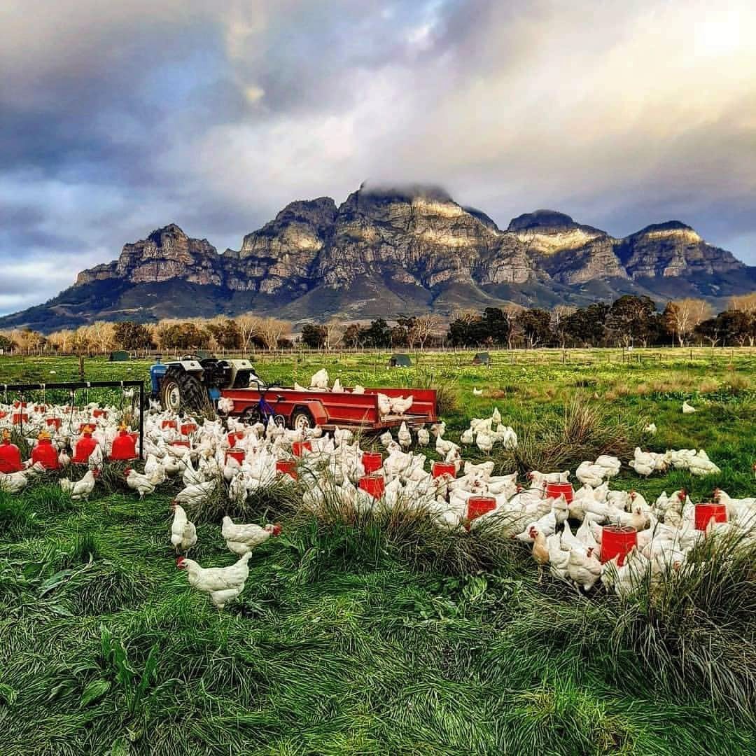 BoschendalFarm's tweet photo. Early bird catches the worm 🐓
Free to roam the pastures, our layer hens have access to all their favourite treats including insects, worms and parasites, resulting in incredibly nutritious free-range farm eggs and nutrient-rich fertilised soil.
📸: Jason Carroll
#layerhens https://t.co/wcQjwAsRfP