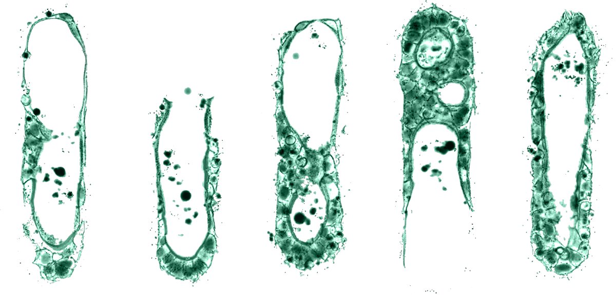 We are looking for a highly motivated Postdoc with experience and interest in developmental biology/stem cell/organoid biology, to join our team at the Roche Institute for Translational Bioengineering in Basel!
roche.com/careers/jobs/j…