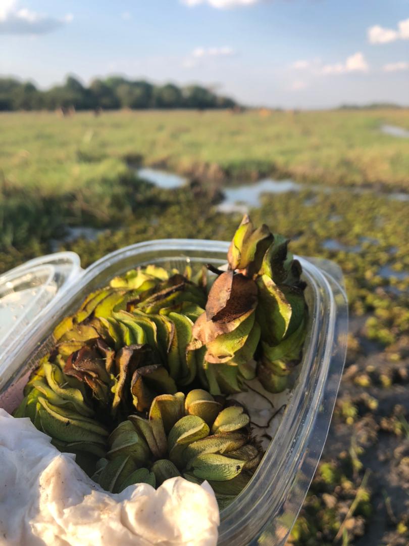 Zambia has had a long history of controlling Salvinia molesta, #KaribaWeed through #biocontrol with the first release in 1990. However the weed has come back with vengeance on the #KafueRiver. The CBC sent a package of Cyrtobagous salviniae that were released on 28 October 2021.