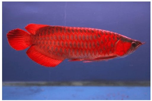 Nice fish