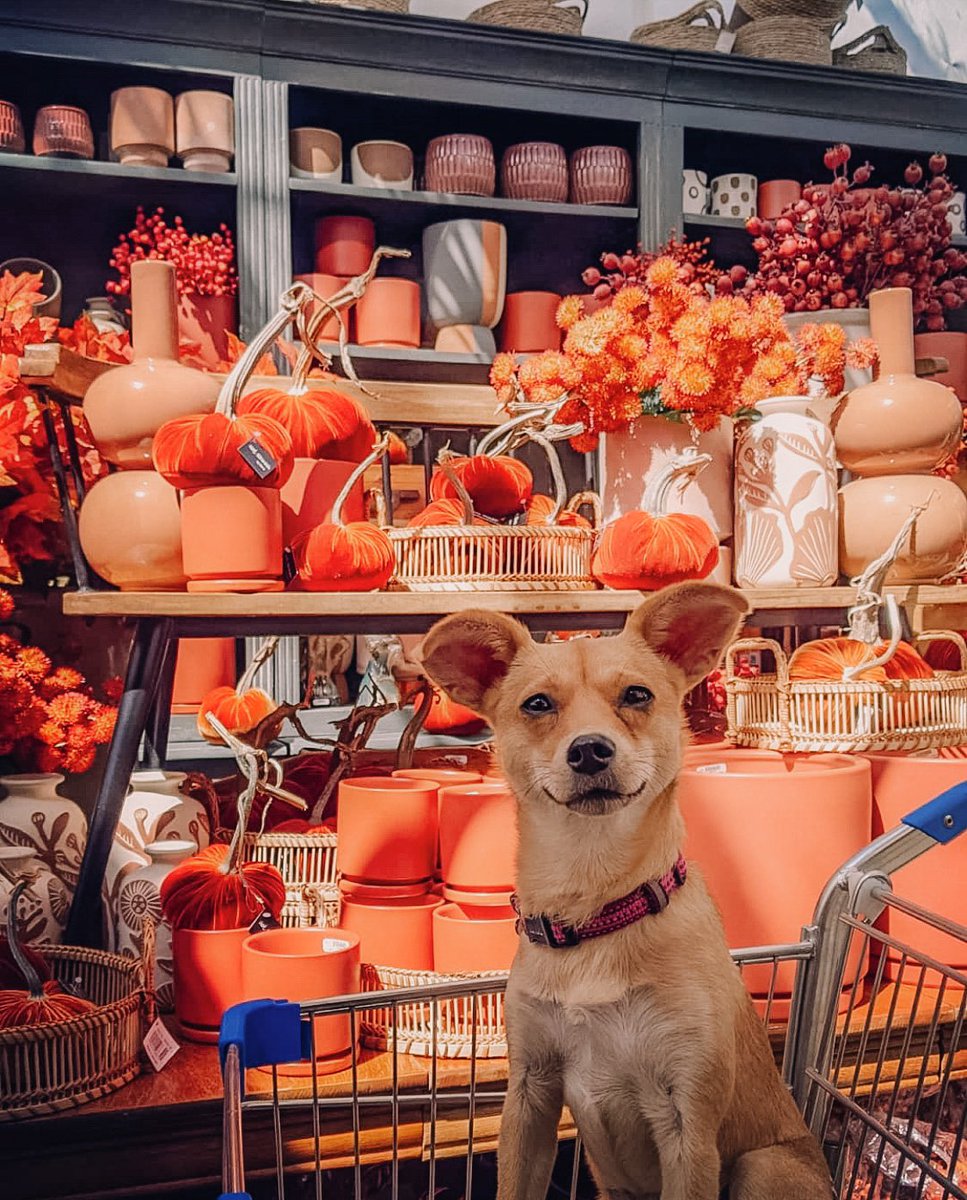 Dogs of MSP tweet media