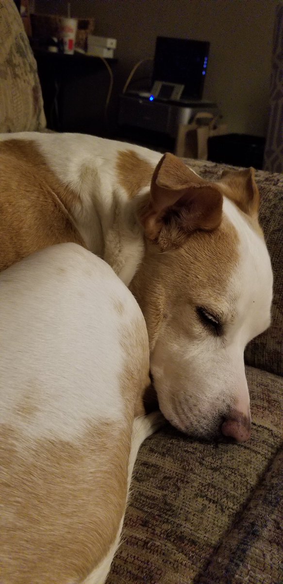 AuthorAlexWin's tweet image. Oh! I've got an Idea! lets all post our cute pet photos to help with morale!

#NaNoWriMo21 #WritingCommunity #writing