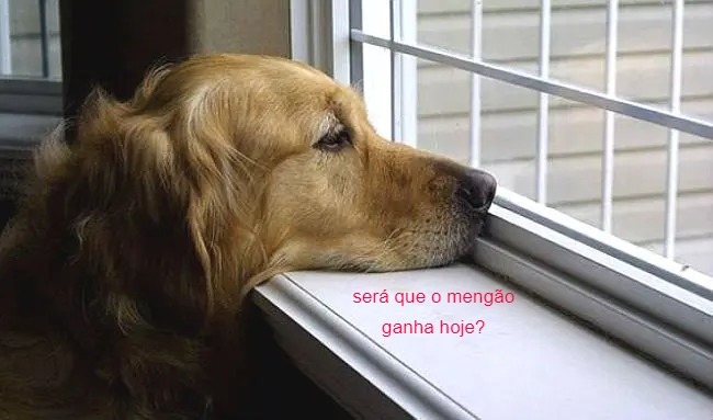 animaizinhos flamenguistas (@flanimais) on Twitter photo 