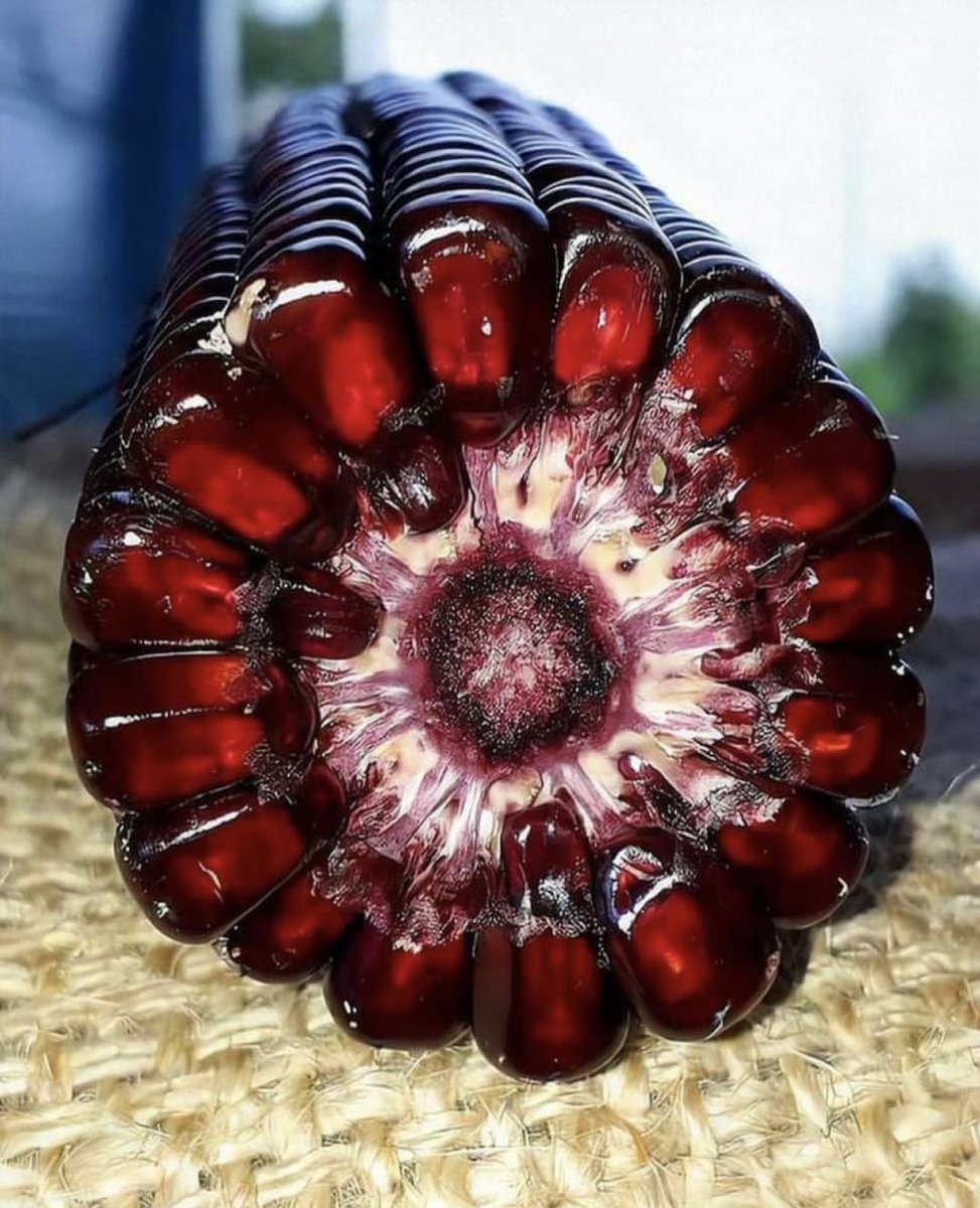 BrianRoemmele's tweet photo. Consider “Jimmy Red Corn”.

It was on the brink of extinction.

It was saved, in secret for a few decades by bootleggers in the islands close to Charleston, SC who found that it made spectacular hooch, or moonshine whiskey.

It is now slowly being grown at boutique farms. https://t.co/KoSJ09zIZR