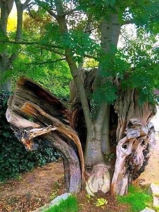 cserranopaez's tweet photo. El árbol que decidió renacer de nuevo!!
#leoEscuchateChile 
https://t.co/RVDN1SsoFw https://t.co/7GGkxnXupX