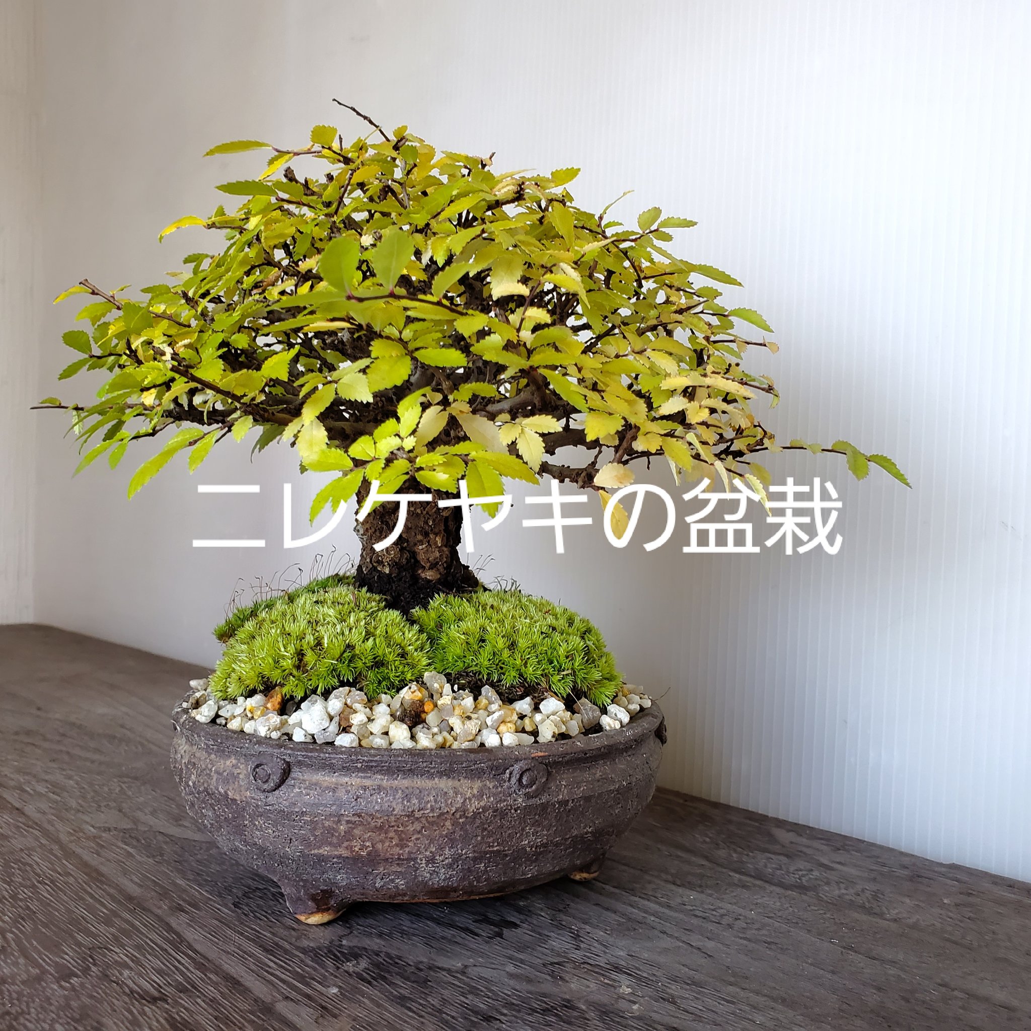 亦盆栽」小品盆栽 極上品 「亦盆栽」楡欅 小品盆栽 楡欅 ニレケヤキ 楡