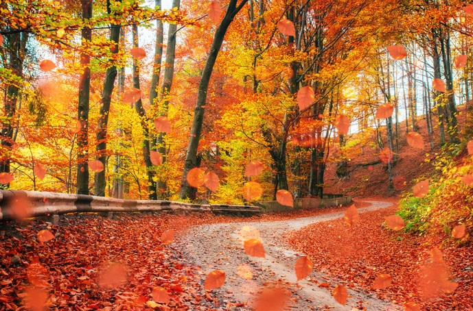 deezplastids's tweet photo. Don't you just love the colors of fall? I create the pigments in the aging fall leaves that make it such a beautiful time of year. https://t.co/pGRji51iNf