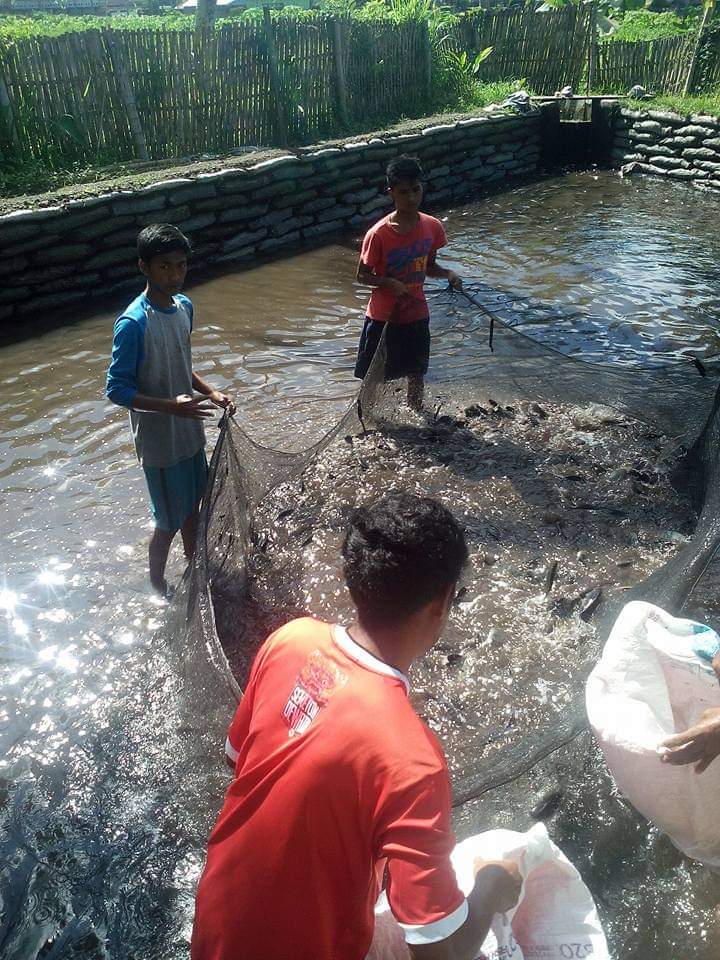 SBudi21's tweet photo. Selasa(02/11), Setiobudi, Luhkan LomTim, di Pokdakan Tilapia Ds Masbagik Utara Baru, dampingi Panen Nila, Semi Intensf, sbanyak 412 kg, luas100 m2, bobot panen 350 gr, hrga 26.000/kg
#GiatLuhkanSatminkalGONDOL
#LomTim #Panen
@brsdm_kp
@puslatluhkp
@RISET_GONDOL
@Luhkan_Lotim https://t.co/yeXo2j91m1