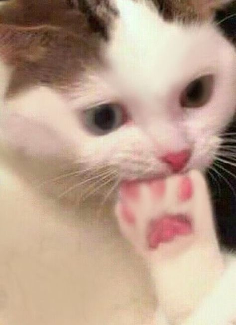 — 𝐕𝐚𝐧𝐭𝐞 𝐛𝐞𝐚𝐫 𐤀 tweet media
