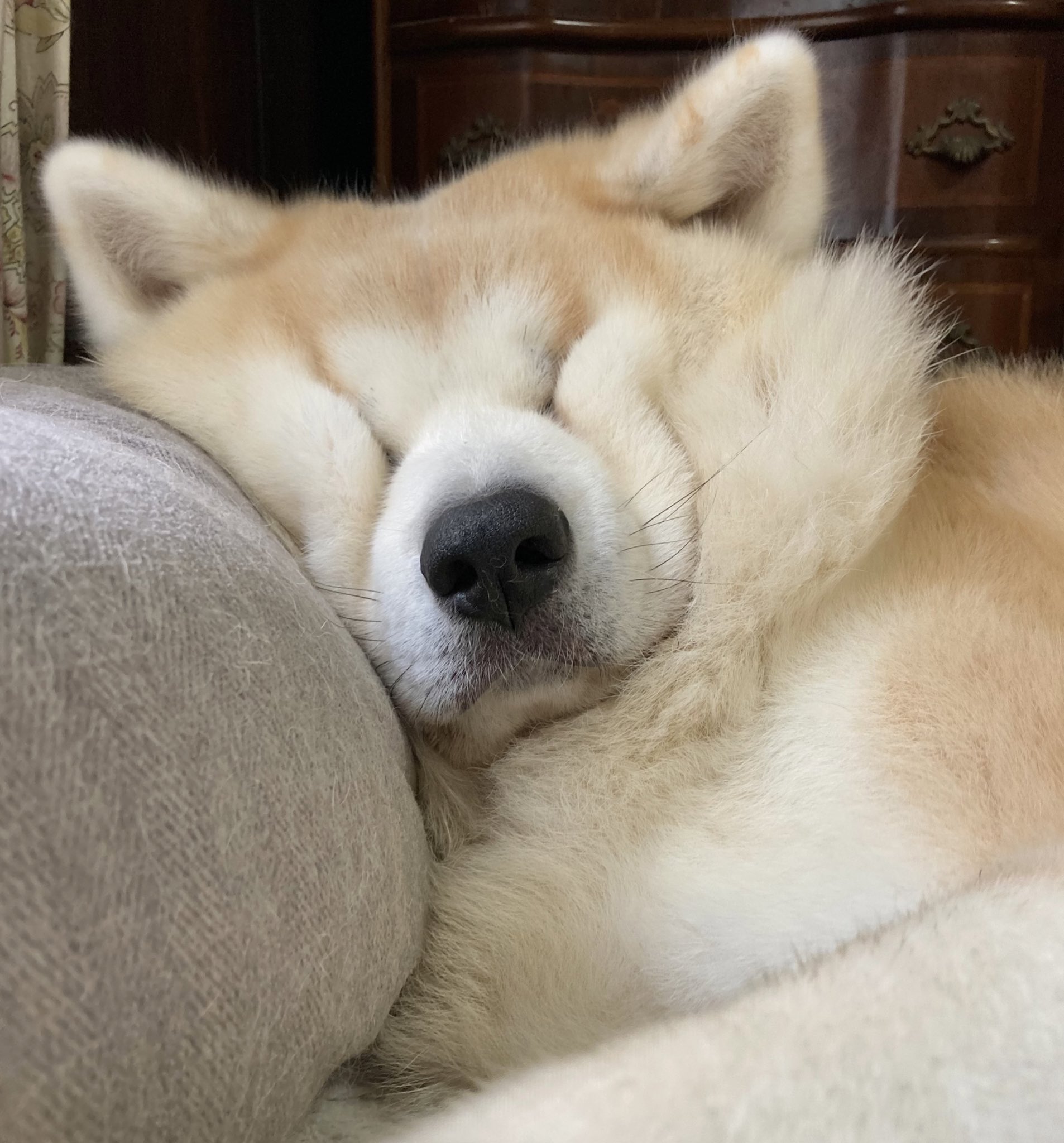 柴犬 秋田犬 はちモナじんくんとポン吉 気持ちよさそうに寝てますねぇ 秋田犬 犬の寝顔 ぶさかわ T Co 4euzndxovv Twitter