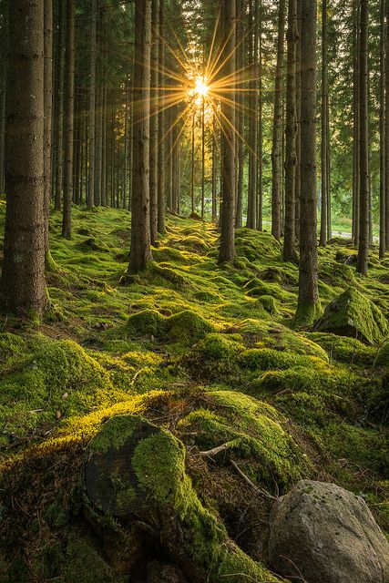 tomar_pradeep_7's tweet photo. We are afraid of being alone, we are the same people who ache for seclusion, it's about time ; Love and care received make it difficult for us to be alone while gloom &amp; pain push us towards solitude.

Good morning beautiful souls.
Have a delightful day. 💐🌀🌀

#TuesdayFeeling https://t.co/InMkchUv5w