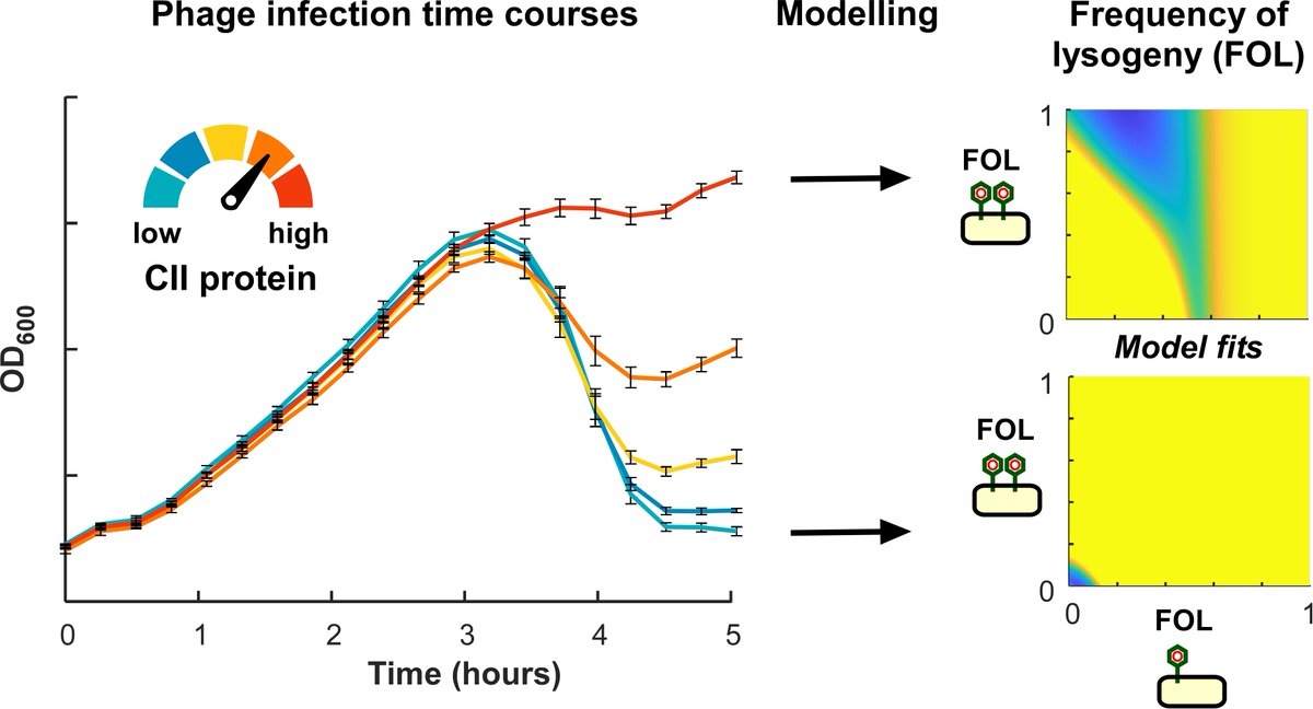 Pharmaceut_MDPI's tweet photo. Pharmaceuticals Feature Paper choosed by EIC: Analysis of Infection Time Courses Shows CII Levels Determine the Frequency of #Lysogeny in Phage 186. (By Dr. Nan Hao et al.)

#PhageInfection #Bacteriophage

📄Full-Text is Available Via:
https://t.co/kKJ1w3D7FM https://t.co/ZqOkOMbRMT