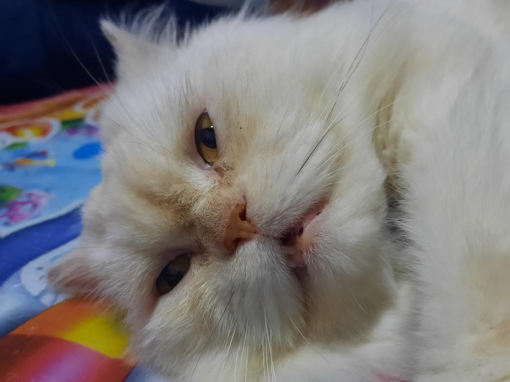 SUPERCAT tweet media