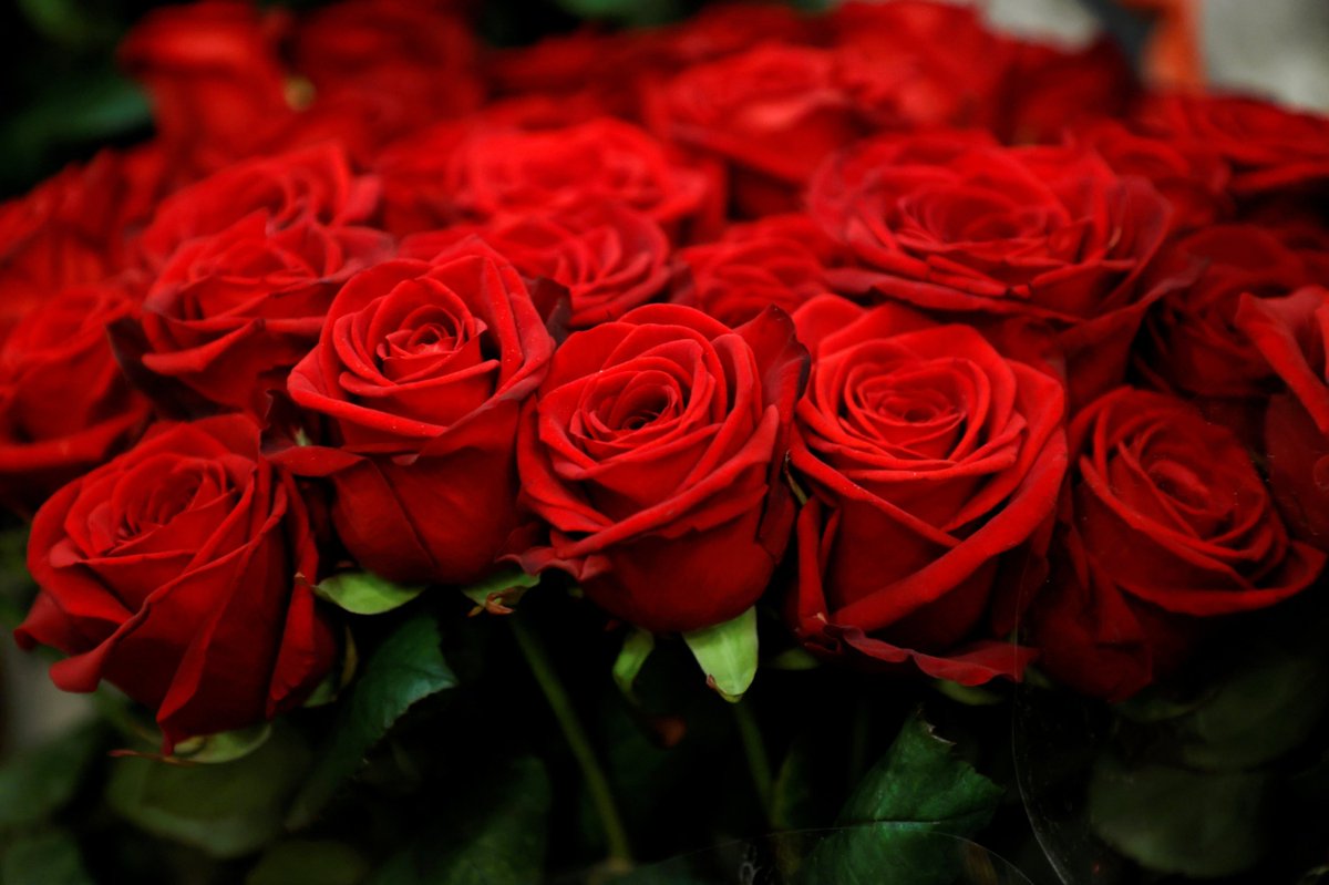deezplastids's tweet photo. Roses, the symbol of romance, love, beauty, and courage. What would become of them if I weren't there to give them that beautiful red color? I would hate to be without them just as much as you do. #OrganelleVote2021 https://t.co/kCTXHvjJAq