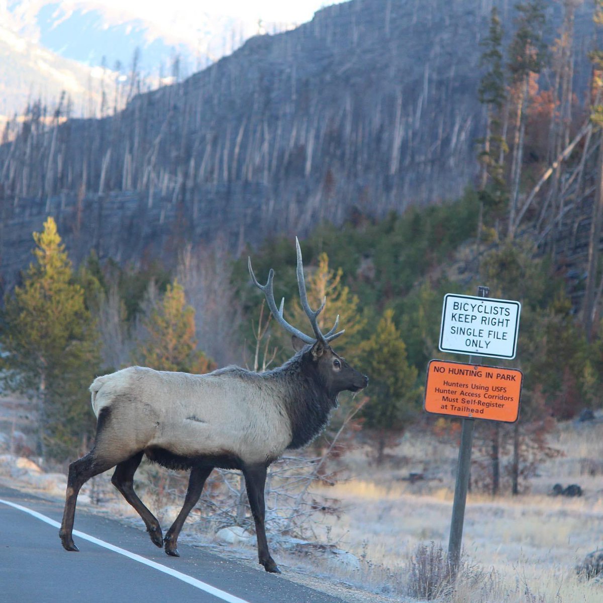 GrandCoSheriff's tweet photo. 🍂 It’s always a good time for a friendly public service announcement from the elk at Rocky Mountain National Park! 🍁
 
📸 Courtesy ~ @NShoreLodge 

#RockyMountainNationalPark #ColoradoParksAndWildlife #ArapahoeNationalForest #GrandCounty #ExploreGrand https://t.co/ft7kvUdtb9