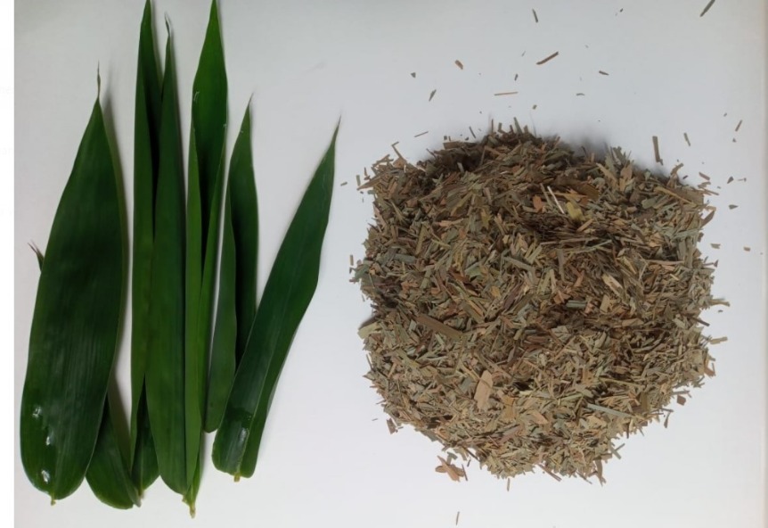 jamatiasamir's tweet photo. Bamboo Ayurveda is referred to as Vanshalochana which is secreted from nodes of bamboo plant. It has Kapha-Pitta (green leaves) property that helps in improving skin quality.
@narendramodi @sarbanandsonwal
@INBARofficial @worldbamboo 
#NationalAyurvedaDay 
#BAMBOOTEA https://t.co/V2lj7H2z0Y