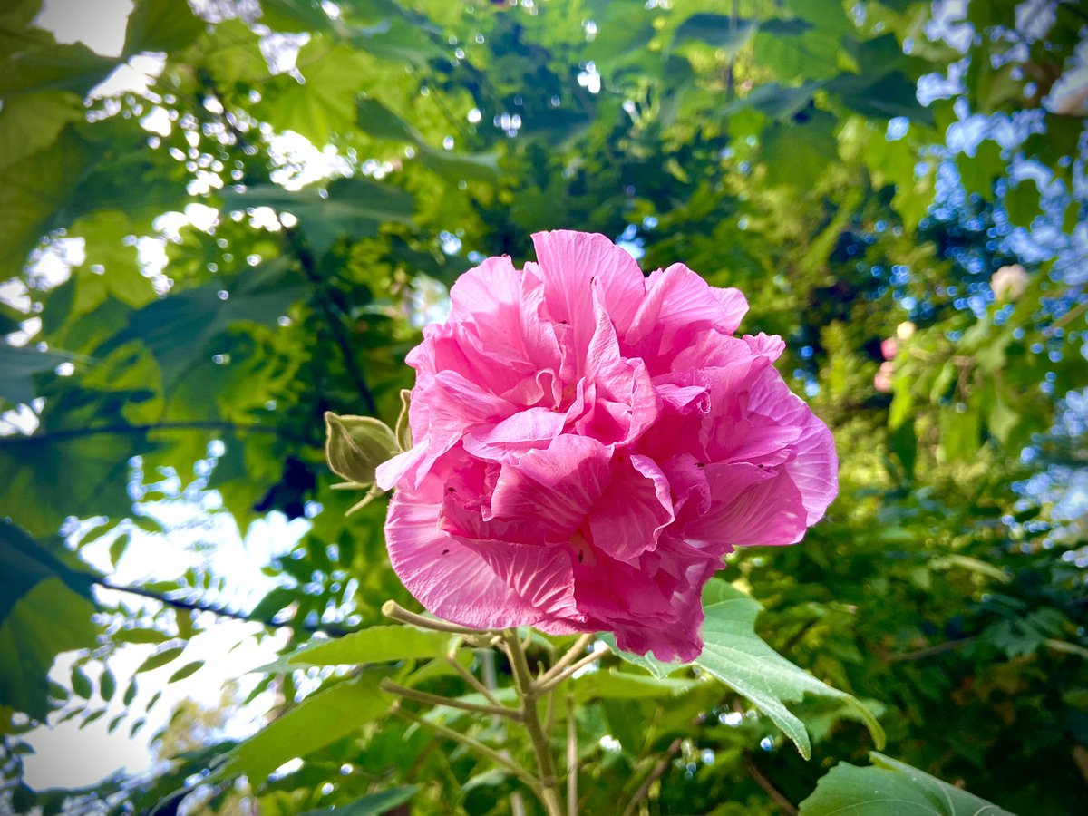 purplecoattea's tweet photo. Late Autumn Bloom #pink #pinkflower #pinkblossom #pinkbloom #naturephotography #fallflower #flower https://t.co/BGS0qnxx5f