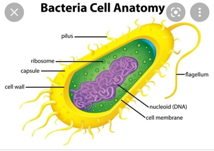 VoteMotilityMan's tweet photo. Me at a press conference with some other organelles in late October (I’m at the far right leading the conference). #OrganelleVote2021 https://t.co/wCX5Zh4mrZ
