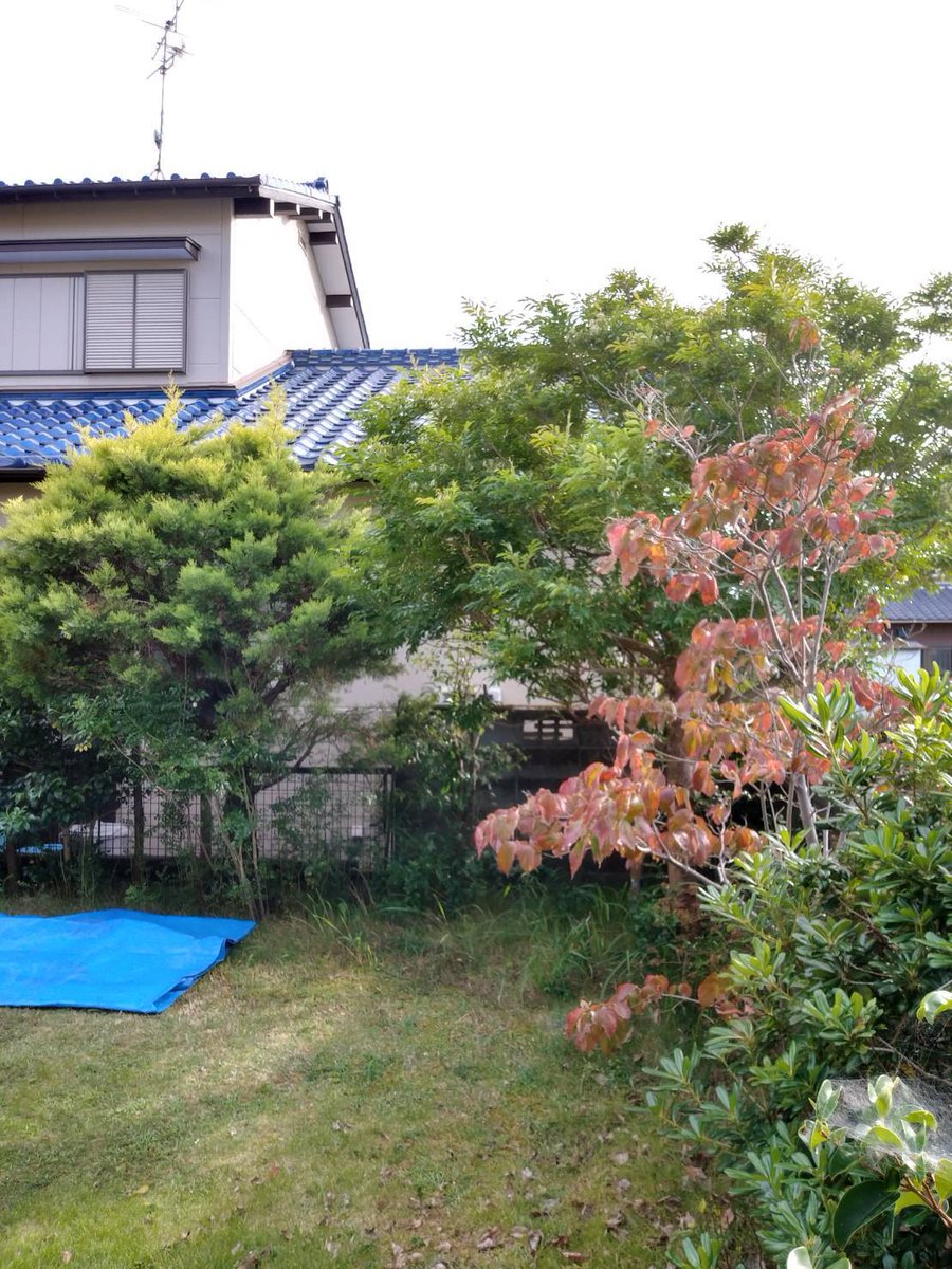 interbenry's tweet photo. 一宮市千秋町にて
庭木の剪定と雑草処理を
やらせて頂きました！！

今回は
雑草を抜いた後に
防草シートも
敷かせて頂きました！

お庭のお困りごとは
何でも
ベンリーにお任せください！

➿0120-017-277

#一宮 #岩倉 #江南 #剪定 #伐採 #根抜 #草抜 #草刈 #雑草 #雑木 #造園 #園芸 #草取 https://t.co/qQNxwaAxcd