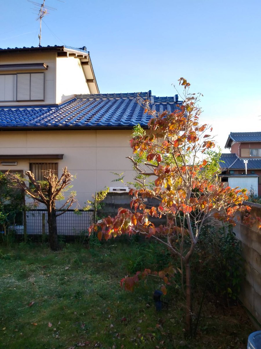 interbenry's tweet photo. 一宮市千秋町にて
庭木の剪定と雑草処理を
やらせて頂きました！！

今回は
雑草を抜いた後に
防草シートも
敷かせて頂きました！

お庭のお困りごとは
何でも
ベンリーにお任せください！

➿0120-017-277

#一宮 #岩倉 #江南 #剪定 #伐採 #根抜 #草抜 #草刈 #雑草 #雑木 #造園 #園芸 #草取 https://t.co/qQNxwaAxcd