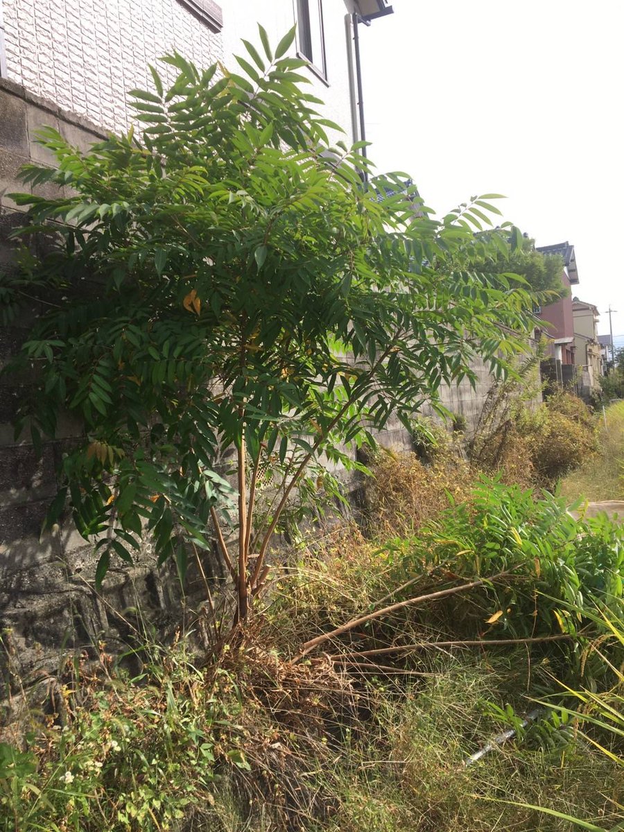 interbenry's tweet photo. 一宮市千秋町にて
庭木の剪定と雑草処理を
やらせて頂きました！！

今回は
雑草を抜いた後に
防草シートも
敷かせて頂きました！

お庭のお困りごとは
何でも
ベンリーにお任せください！

➿0120-017-277

#一宮 #岩倉 #江南 #剪定 #伐採 #根抜 #草抜 #草刈 #雑草 #雑木 #造園 #園芸 #草取 https://t.co/qQNxwaAxcd