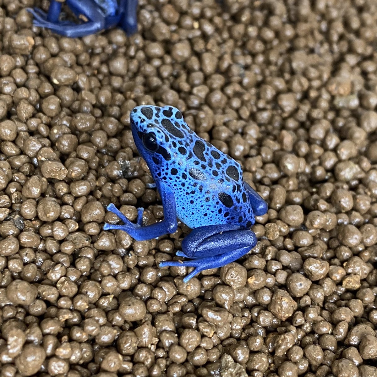 Tweets With Replies By マスカラ とよーん 時っ計 クラフト悠季さん Toyonosuke10 Twitter