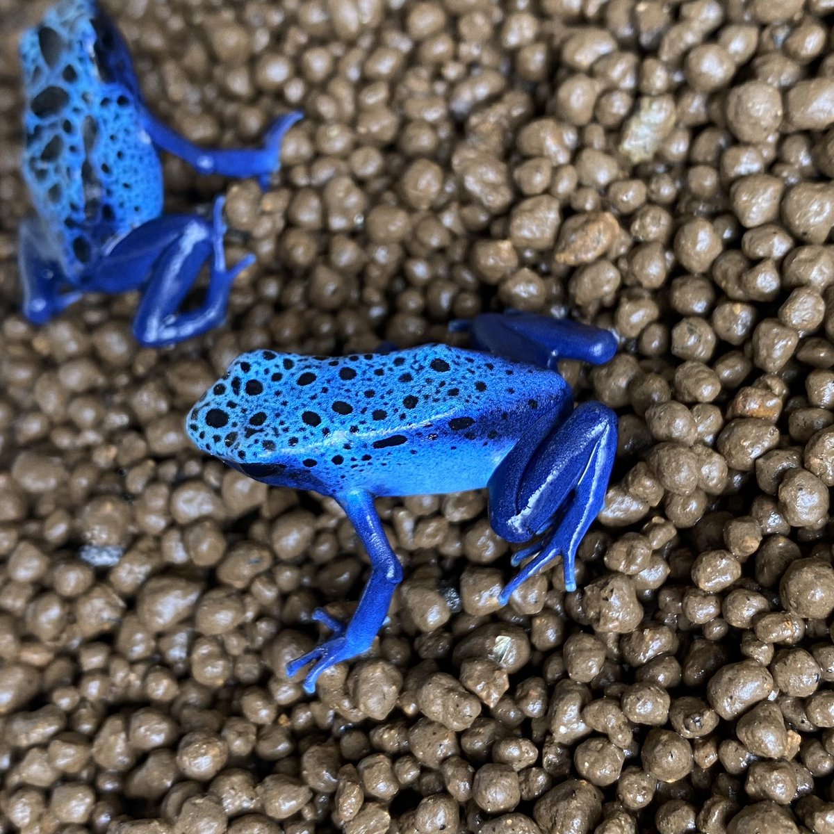 Tweets With Replies By マスカラ とよーん 時っ計 クラフト悠季さん Toyonosuke10 Twitter