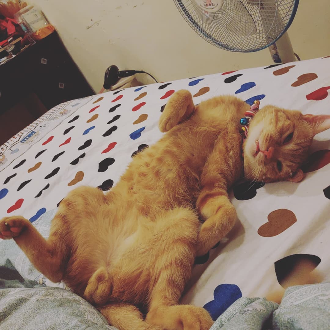 cheng (crab_cheng) Twitter