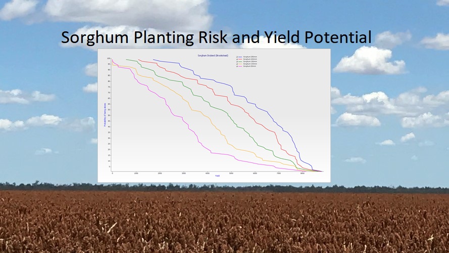 BlackEarthAgro's tweet photo. Sorghum planting risk and yield potential using APSIM https://t.co/rY2th9PyVo https://t.co/SkgiedghWo