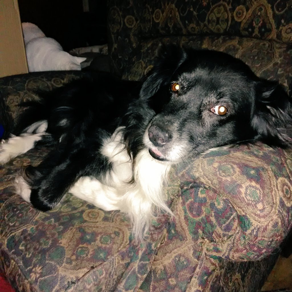 DiedraDrake's tweet photo. Pup wants to know if we can go to sleep yet.
Big Boy photo bombed.
#dogs #DogsofTwittter #stealthkitty https://t.co/TzzAyRuCu1