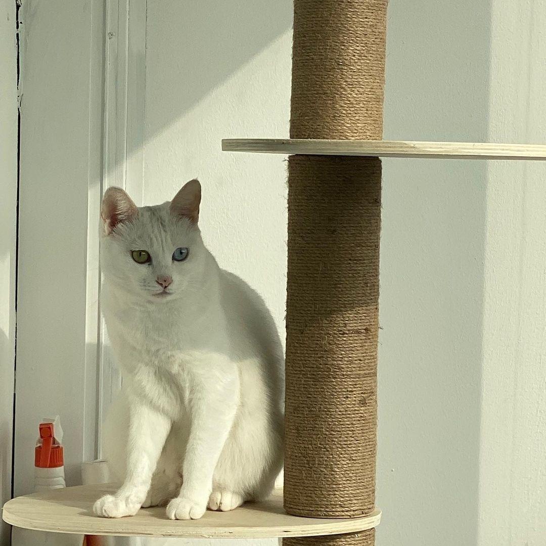 azim_freelancer's tweet photo. How to avoid the sun😸 
#cat @azim_freelancer
#cateyes #cateye #catlife #ProvaDeFogo #cats #catlovers #catlover #Freelancerazim https://t.co/lebU17kmXr