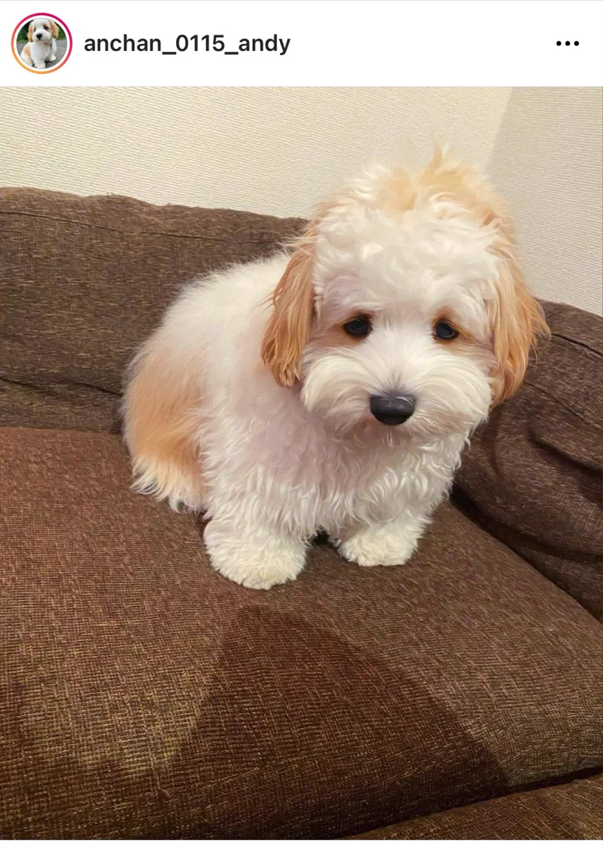 かわいいワンちゃんなのに！1枚目をモザイクにして欲しいと言われてしまう…