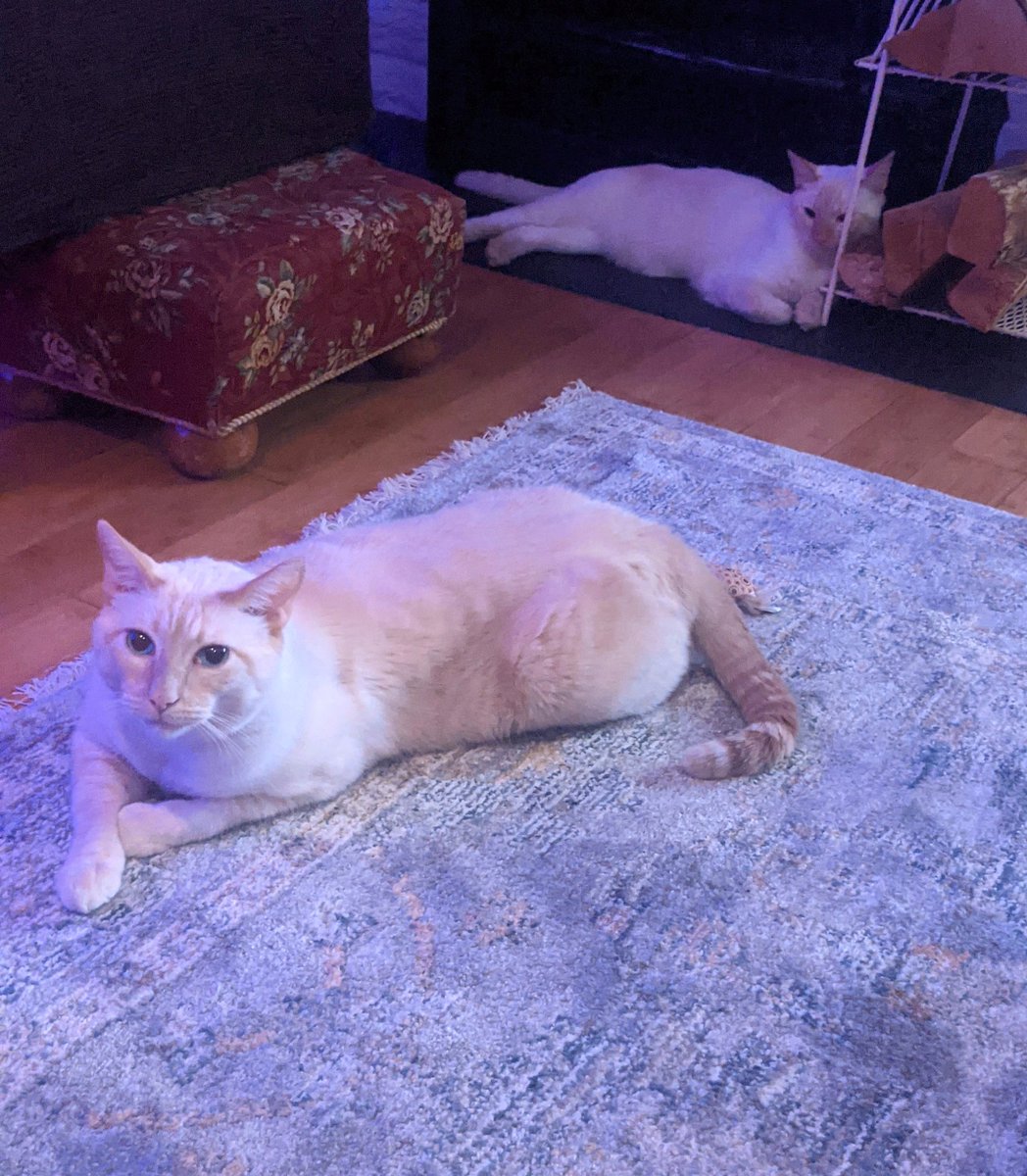 housesandme's tweet photo. Here are two of my three #Flamepoints watching (listening to) Dancing with the Stars!
#DWTS #AdoptDontShop
We like it when the dancers get to dance to a real Queen song and not a cover! It makes a difference.
Dancing to Freddie -- that's the real thing.
#heysailor
#shyronnie https://t.co/lvc8DwMSWm