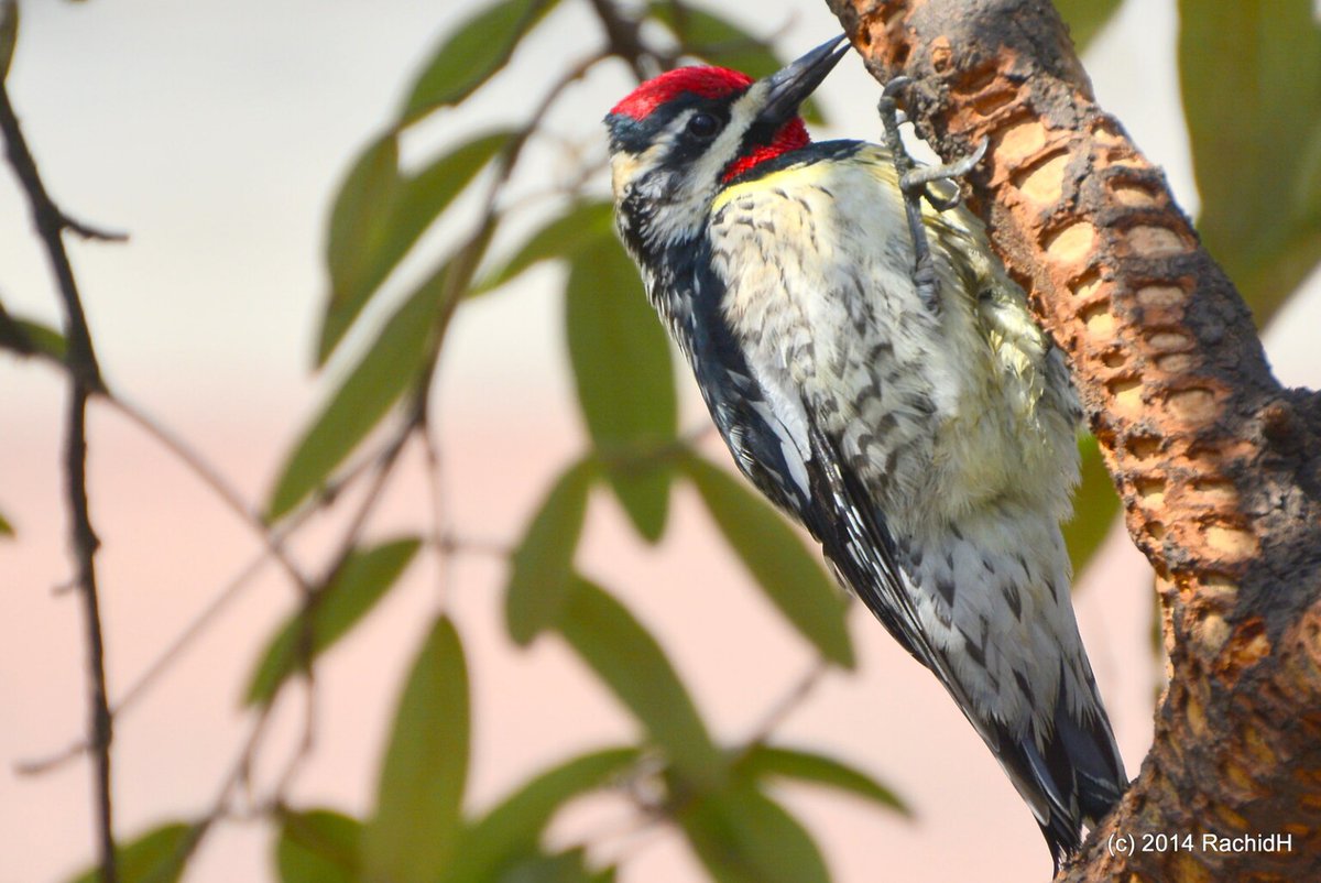 rachidH's tweet photo. #Sapsucker #Sphyrapicus #Pic #PicMaculé #MoorePark #Manhattan #NYC
Rachid H shared a photo with you from the Flickr app! Check it out:
https://t.co/SlSuBkQ1V9 https://t.co/5UzFFZzfMK